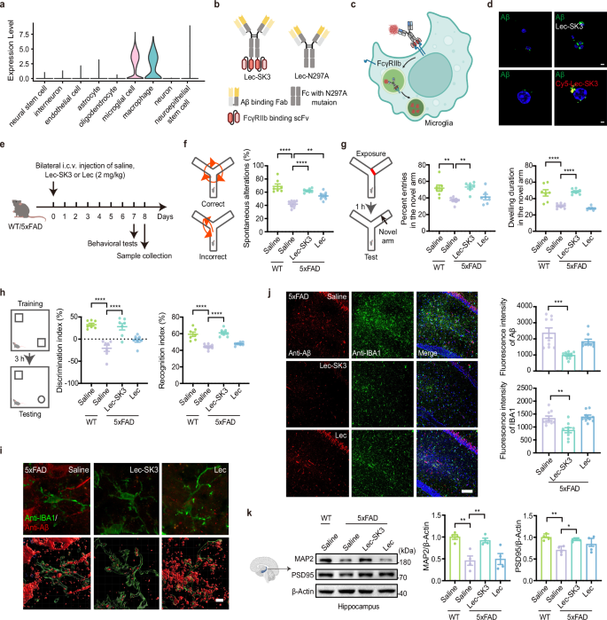 Fig. 3: Lec-SK3 protects mice against memory impairment by inhibiting Aβ plaque formation.