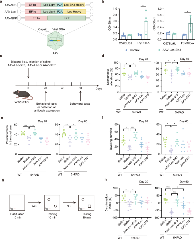 Fig. 4: Intracerebroventricular injection of AAV-Lec-SK3 alleviates cognitive deficits in 5×FAD mice.