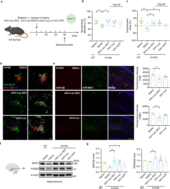 Fig. 5: Intravenous administration of AAV-Lec-SK3 alleviates cognitive deficits and neuropathology in 5×FAD mice.