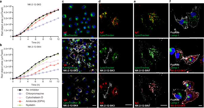 Fig. 6: Mechanistic study on FcRTAC-mediated endocytosis.