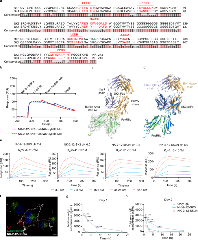 Fig. 7: FcRTAC incorporating an affinity-matured FcγRIIb binder (SK3hi) demonstrates enhanced and sustained antigen clearance efficiency.