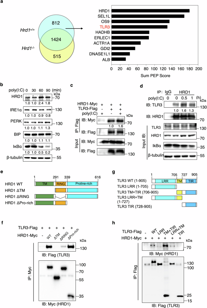 Fig. 1: HRD1 protein level and its interaction with TLR3 increase upon TLR3 stimulation.