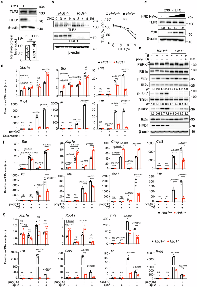 Fig. 4: The effect of HRD1 on TLR3 is uncoupled from ERAD and UPR.