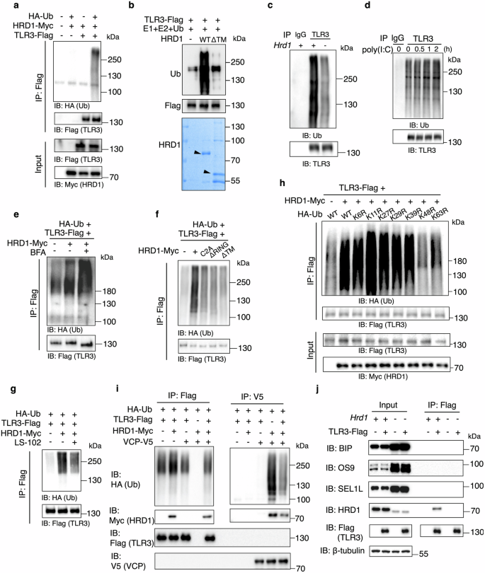 Fig. 5: HRD1 modulates TLR3 signaling through ubiquitinating TLR3.