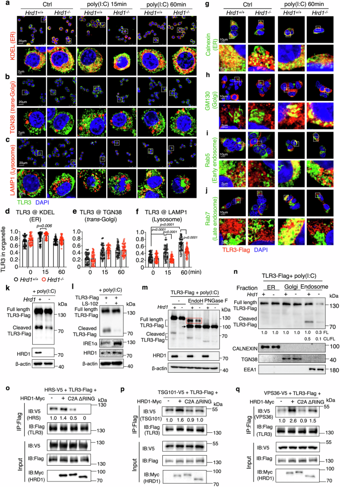 Fig. 6: HRD1 promotes TLR3 Trafficking into endolysosome for cleavage.