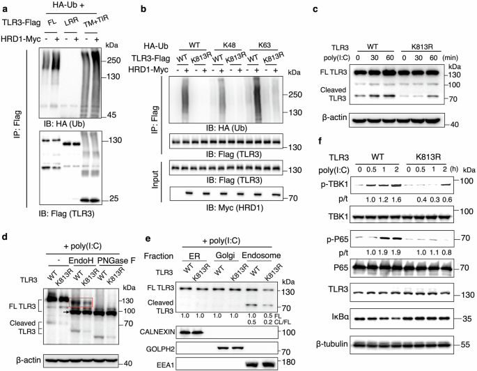 Fig. 7: Ubiquitination of TLR3 at K813 by HRD1 is indispensable for TLR3 trafficking.