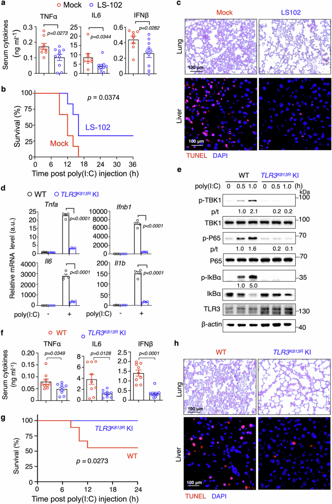 Fig. 8: HRD1 promotes TLR3-mediated inflammation in vivo.