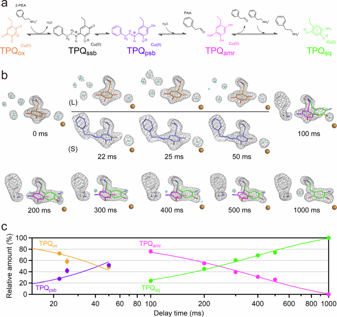 Fig. 3: Time-resolved structures captured in the reductive half-reaction of AGAO.