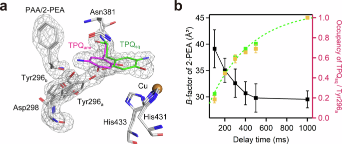 Fig. 4: Time-resolved structures of TPQamr and TPQsq with bound ligands.