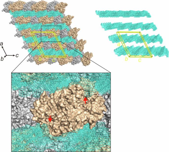 Fig. 5: Solvent channel in the crystal lattice.