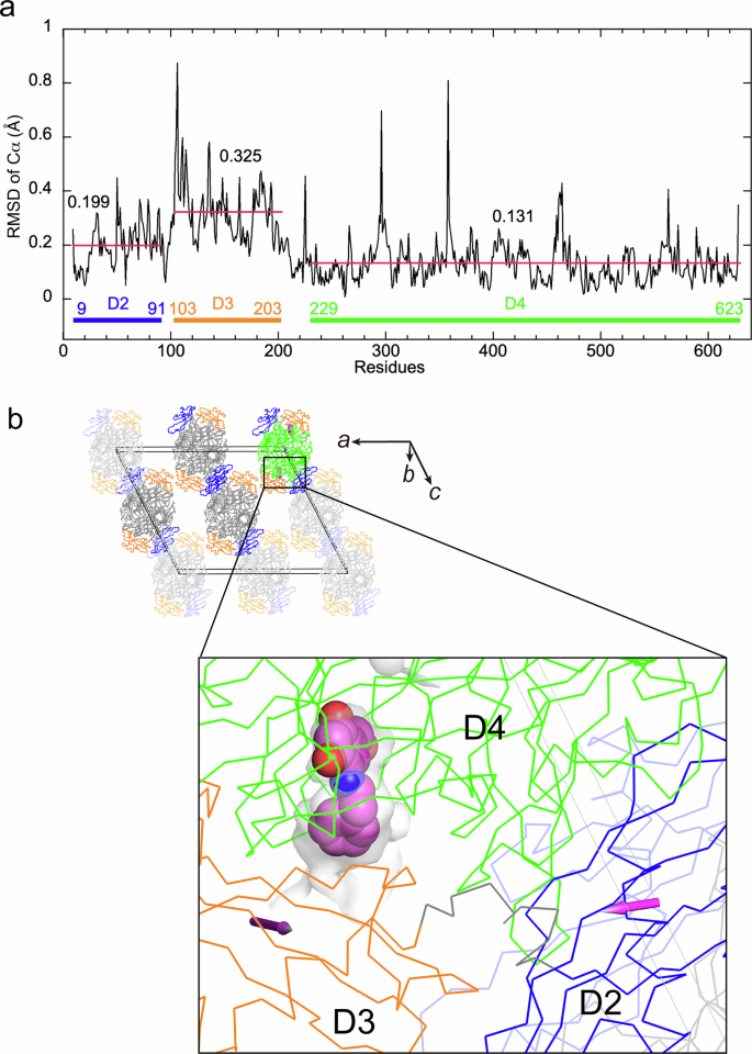 Fig. 6: Domain movements upon substrate binding.