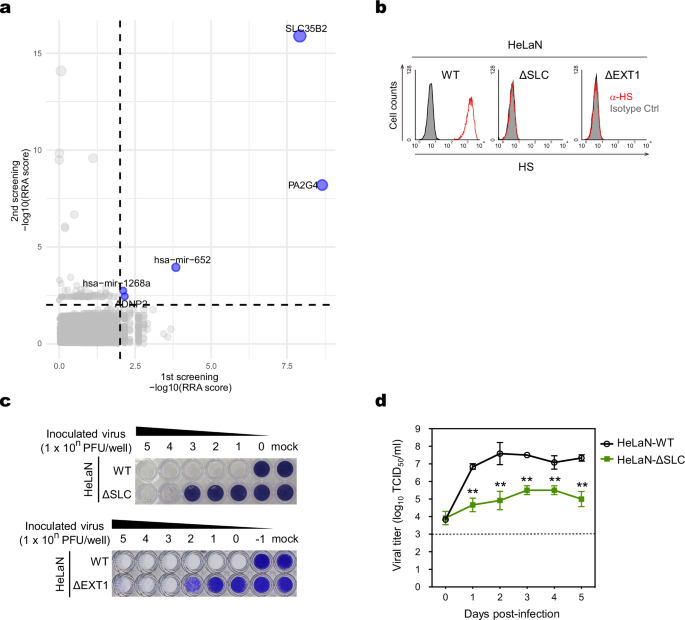 Fig. 1: SLC35B2 KO reduces but does not completely inhibit SAFV-3 infection in HeLa-N cells.