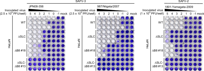 Fig. 3: SAFVs commonly utilize sulfated GAGs and integrin αVβ8 as dual receptors for infection.