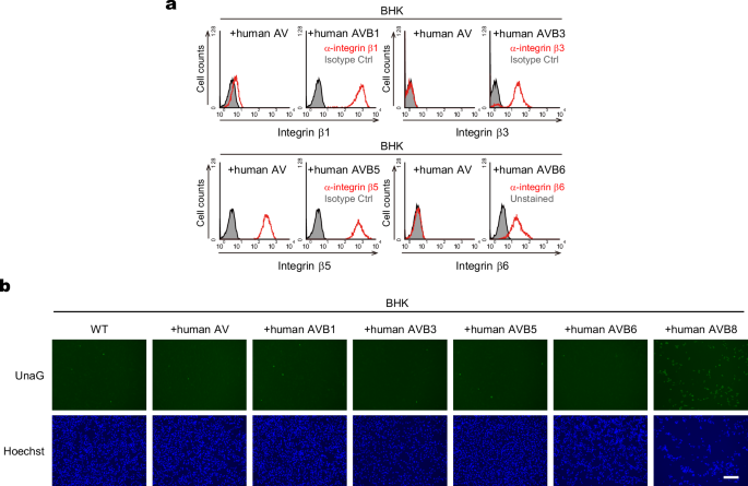 Fig. 5: SAFV-3 specifically utilizes integrin αVβ8 of the integrin αV subfamily for infection.