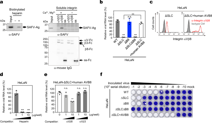 Fig. 6: SAFV-3 directly binds to HS and integrin αVβ8 on the cell surface.