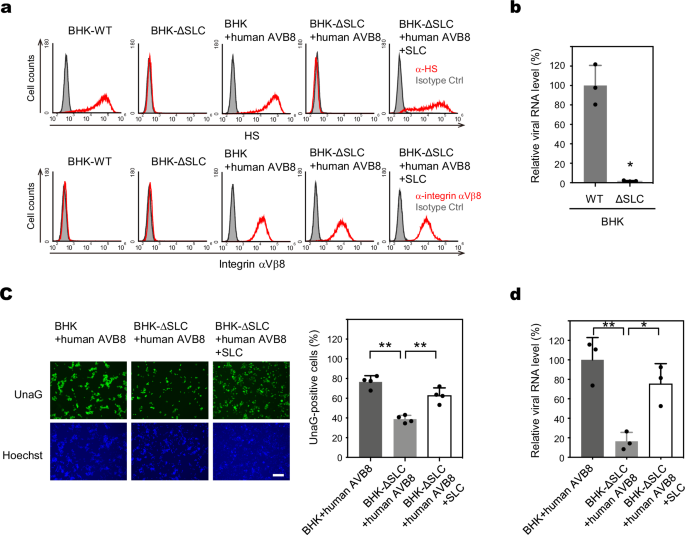 Fig. 7: Sulfated GAG enhances integrin αVβ8-mediated SAFV-3 infection.