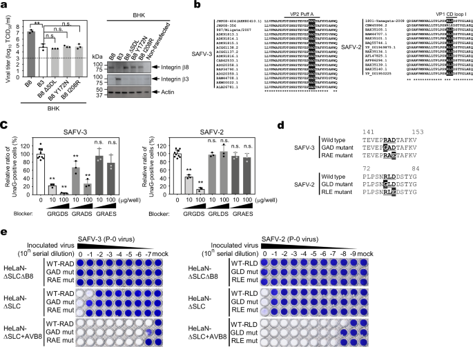 Fig. 8: SAFV binds to the RGD-binding site of integrin αVβ8 via an alternative sequence rather than an RGD-like sequence.