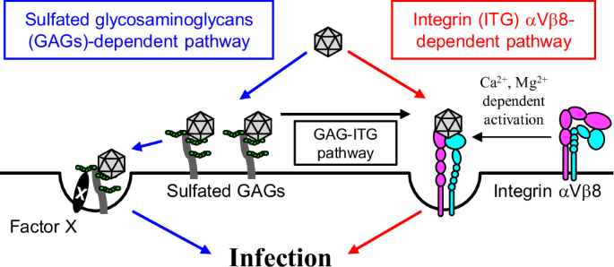 Fig. 9: A model for SAFV infection.