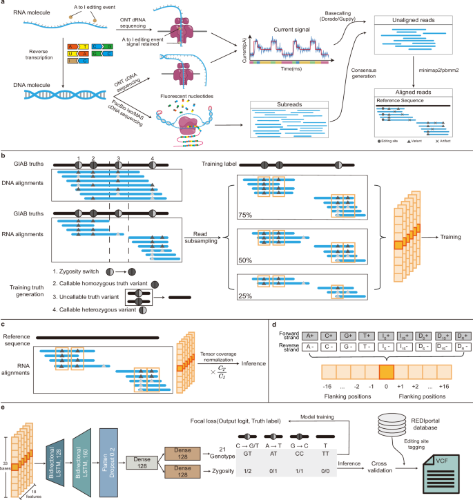 Fig. 1: Overview of Clair3-RNA variant-calling workflow.