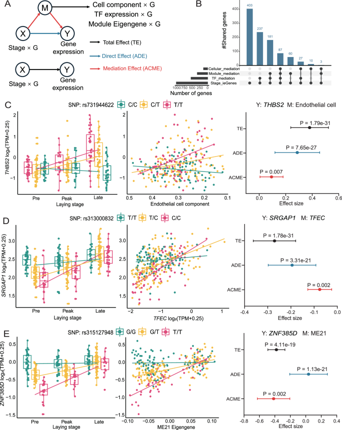 Fig. 6: Mediation analysis between laying stage and other context.
