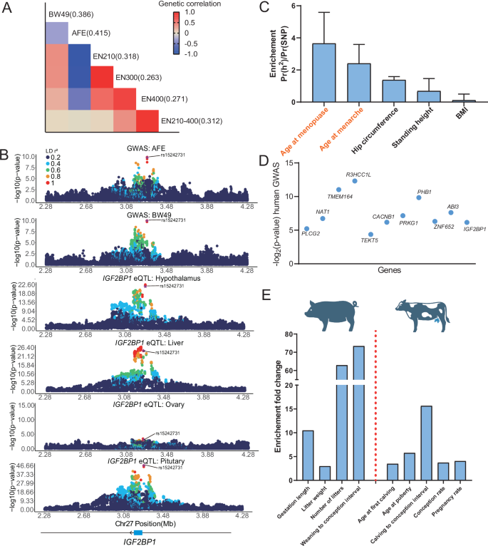 Fig. 8: Multi-phenotype colocalization and conservation of reproductive trait regulation between chickens and mammles.