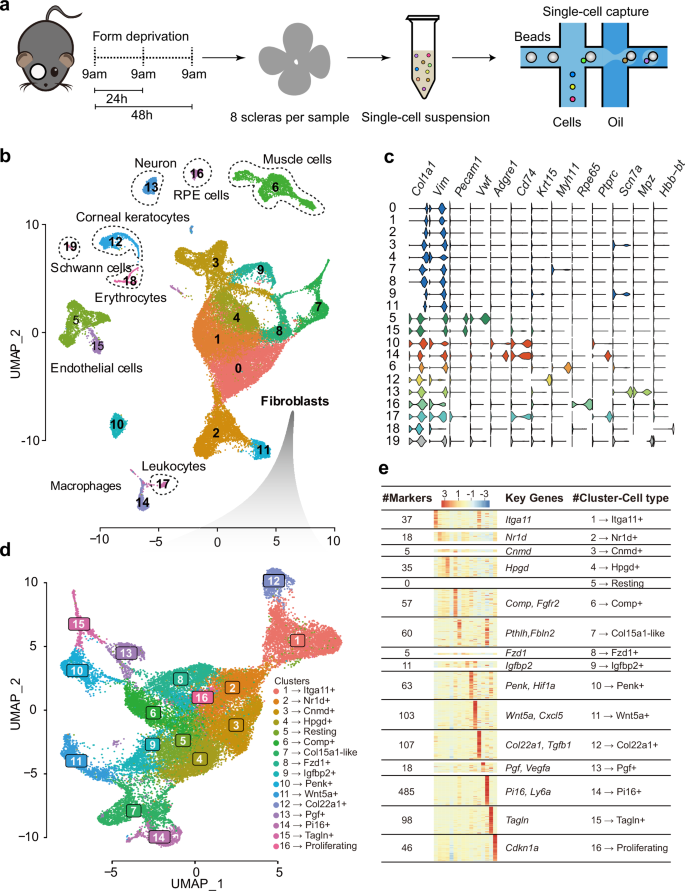 Fig. 1: Single-cell transcriptome profiles of murine sclera from the form-deprived eyes and the fellow eyes.