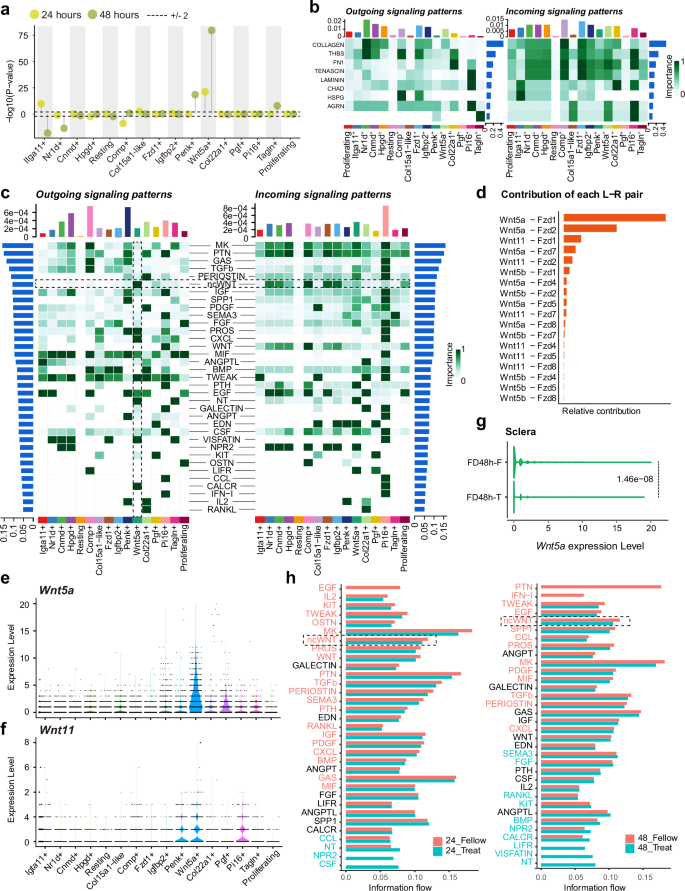 Fig. 2: Form-deprivation myopia induces dynamic changes and alterations of the cell-cell communication network in murine scleral fibroblasts.