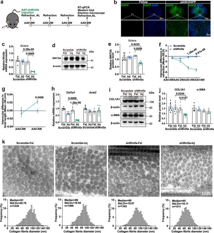 Fig. 4: Construction of the Wnt5a knockdown model using shWnt5a-AAV sub-Tenon’s injection in mice, the refractive development state and scleral collagen fibril structure of the shWnt5a-AAV injected mice.