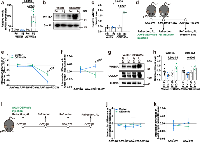 Fig. 5: Changes in refraction and ocular biometrics in vector-AAV- and OEWnt5a-AAV injected mice.