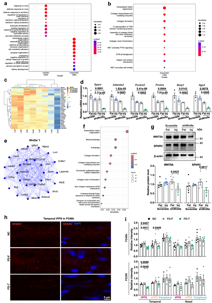 Fig. 6: Bioinformatic analysis and validation of scleral bulk RNA-seq of shWnt5a-AAV sub-Tenon’s injection.