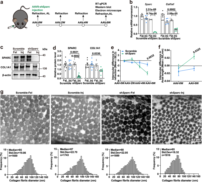 Fig. 7: Changes in refraction, ocular biometrics in shScramble-AAV and shSparc-AAV injection in mice.