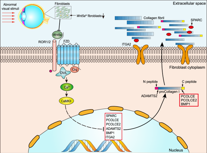 Fig. 8: A paradigm for Wnt5ahi fibroblast involvement in the scleral ECM homeostasis and pathogenesis of myopia.