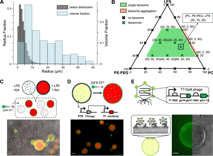 Fig. 2: Prototyping synthetic cells with functional RdLPS for phage T7 infection.