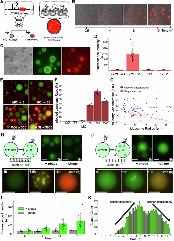 Fig. 3: Genome Entry and Expression of T7-mC-S in RdLPS SCs.