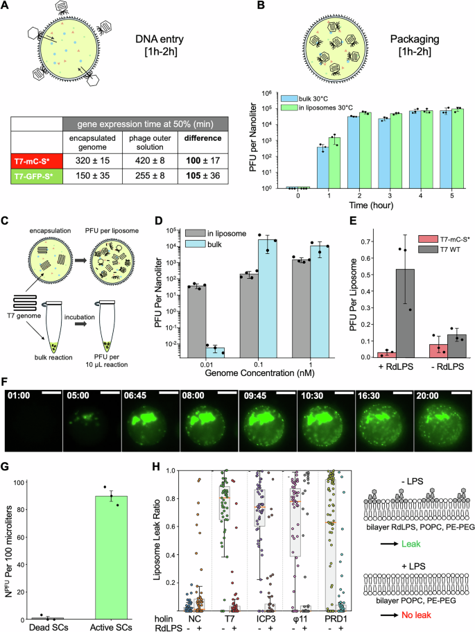 Fig. 4: Production and Release of Phages in RdLPS SCs.