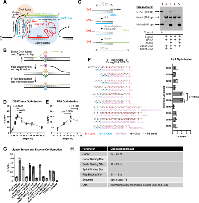 Fig. 1: Overview of ligase-mediated programmable genomic integration (L-PGI) mechanism, biochemical proof of concept, and optimizations in a HEK293T GFP reporter cell line.