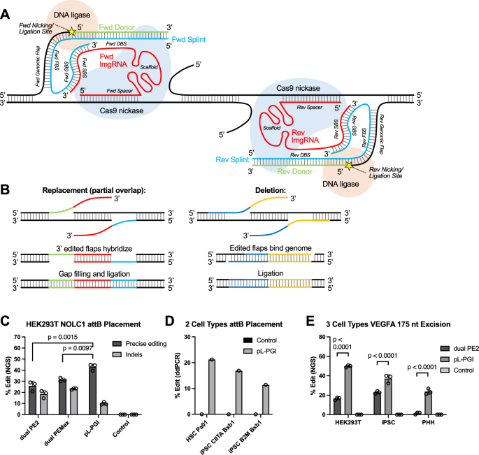 Fig. 4: Paired L-PGI (pL-PGI) design and efficiencies across cell types for Bxb1 and Pa01 attB placement and excision.