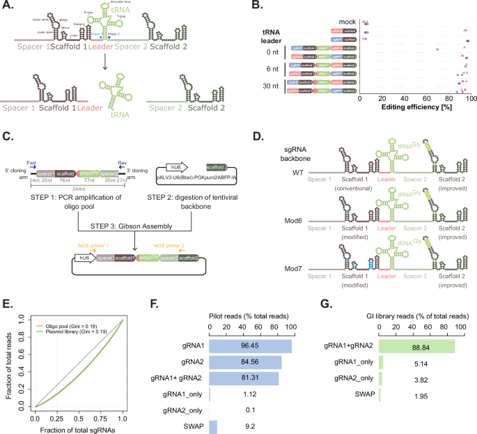 Fig. 1: Establishment of a dual guide system for pooled genetic interaction screening.