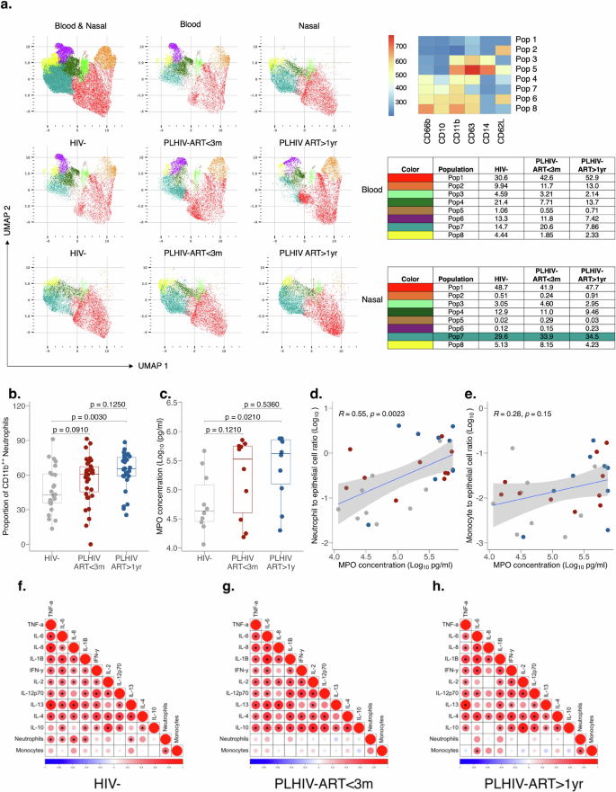 Fig. 2: Increased abundance of activated CD11b⁺⁺ neutrophils and dysregulated nasal inflammation in PLHIV on long-term ART.