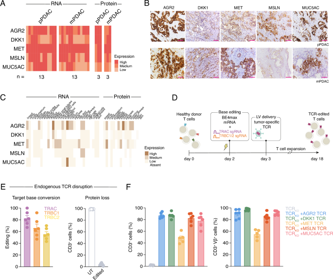 Fig. 1: Engineering T cells toward PDAC TAAs via base editing and LV delivery of tumor-specific TCRs.