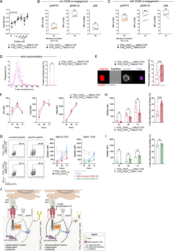 Fig. 3: TIGIT knockout enhances TCR intracellular signaling in low-avidity T cells.