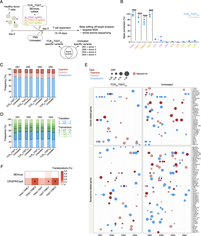Fig. 4: TCRKOTIGITKO T cells generated by BE4max display an optimal safety profile.
