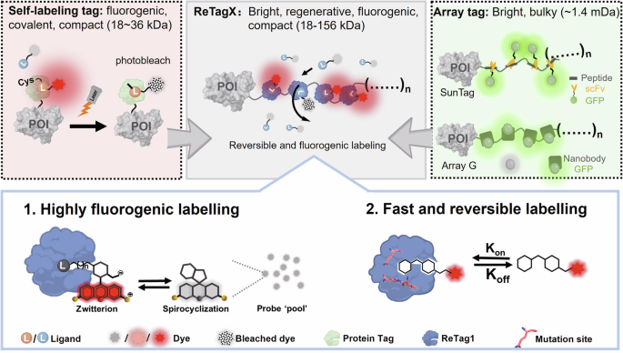 Fig. 1: Concept of the regenerative and fluorogenic array tag ReTagX.