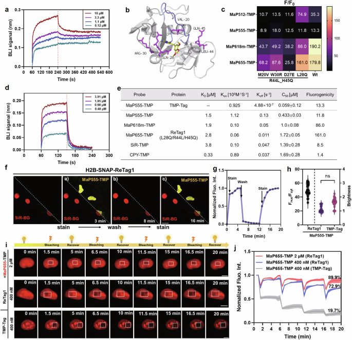 Fig. 3: Systematic engineering of ReTag1 for reversible Labeling.