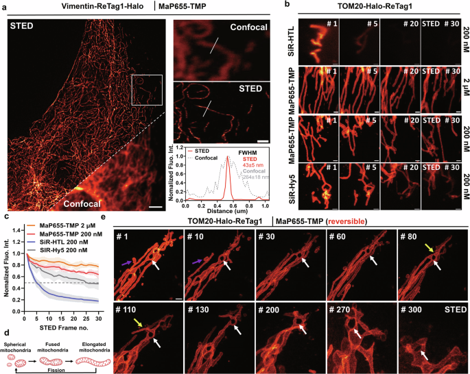 Fig. 4: Live-cell STED microscopy with ReTag1 and highly fluorogenic MaP655-TMP.