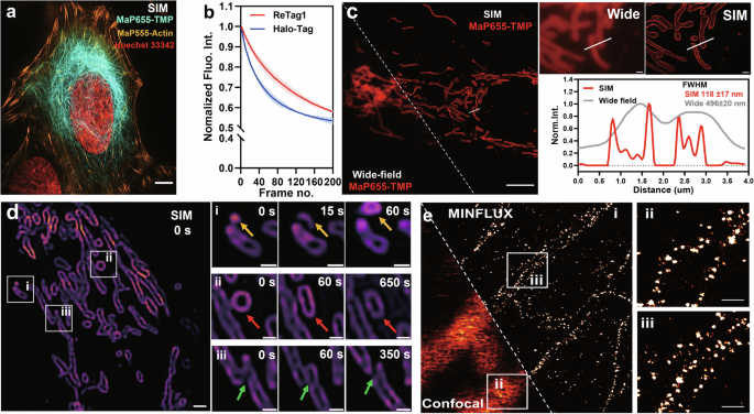 Fig. 5: SIM and MINFLUX nanoscopy with ReTag1 and highly fluorogenic ligands.