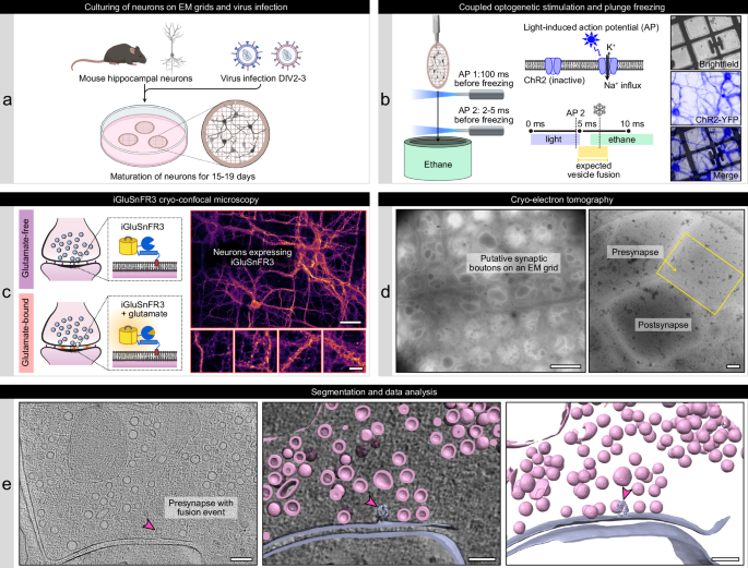 Fig. 1: Workflow combining optogenetic stimulation of neurons, iGluSnFR cryo-confocal microscopy, and in situ cryo-ET.