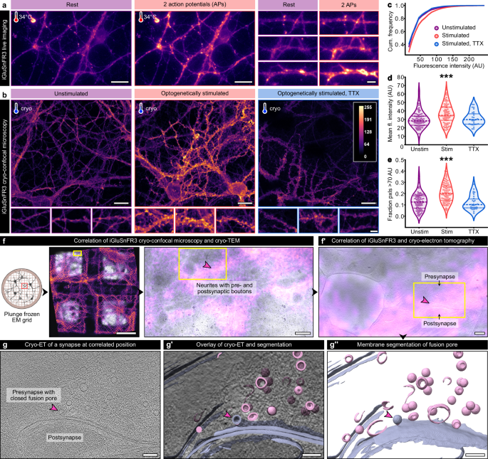 Fig. 2: Confirmation of synaptic glutamate release in stimulated, cryofixed neurons.