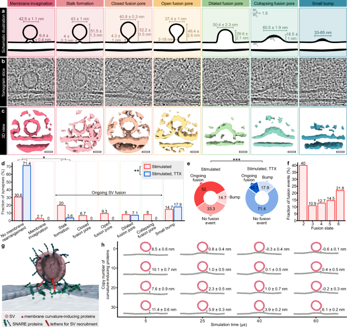 Fig. 3: Cryo-ET of synaptic vesicle fusion states.