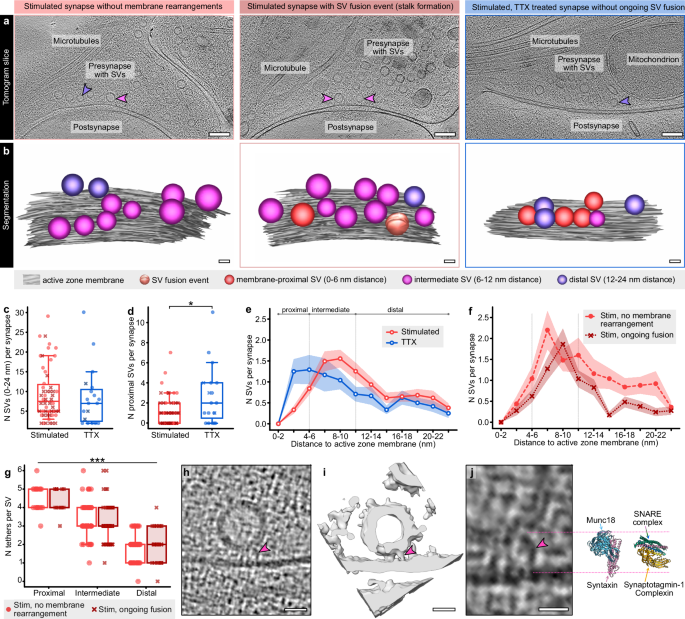 Fig. 4: Stimulation-induced changes in the distribution and tethering of membrane-near SVs.